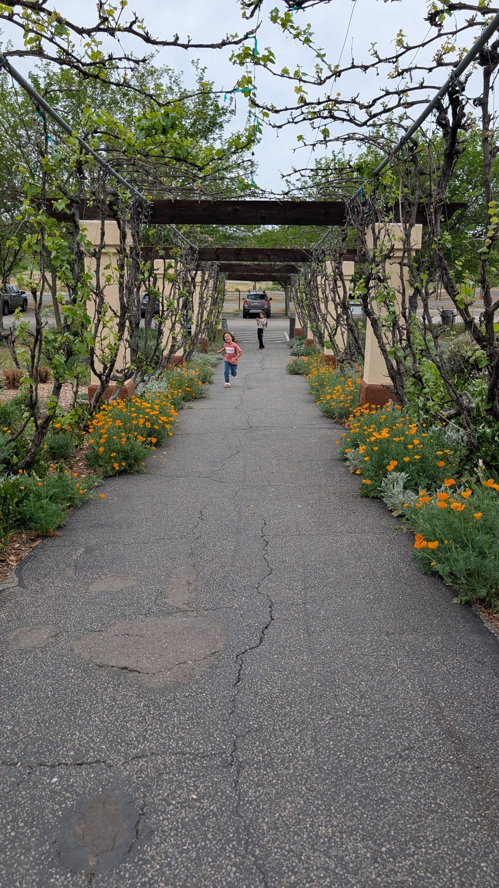 Running through the Allegretto gardens
