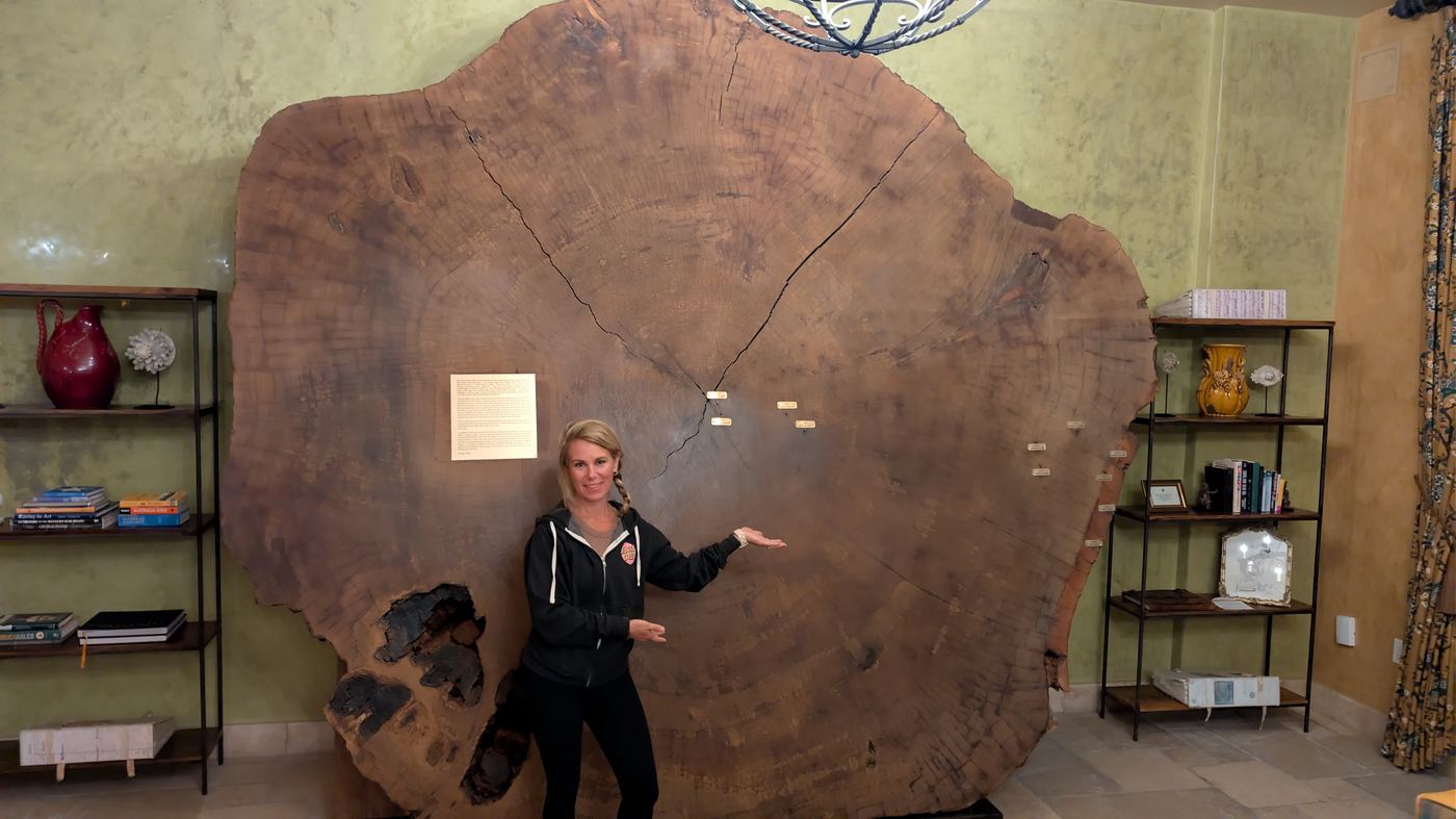 Dana at the Allegretto with the ancient Sequoia cross-section
